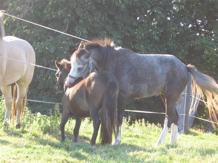 Welsh Pony af Cob-type (sec C) Amadeus billede 7