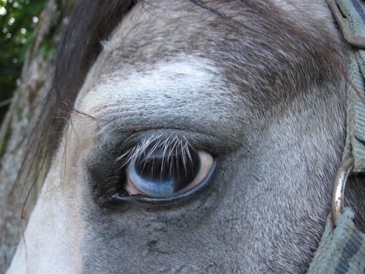 Welsh Pony af Cob-type (sec C) Amadeus billede 8