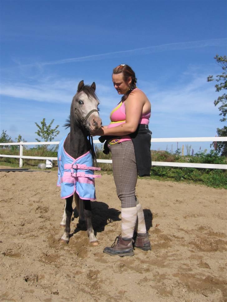 Welsh Pony af Cob-type (sec C) Amadeus billede 9