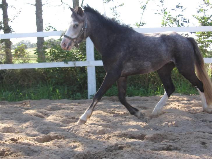 Welsh Pony af Cob-type (sec C) Amadeus billede 11