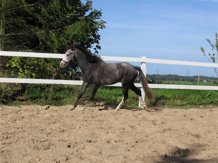 Welsh Pony af Cob-type (sec C) Amadeus billede 12