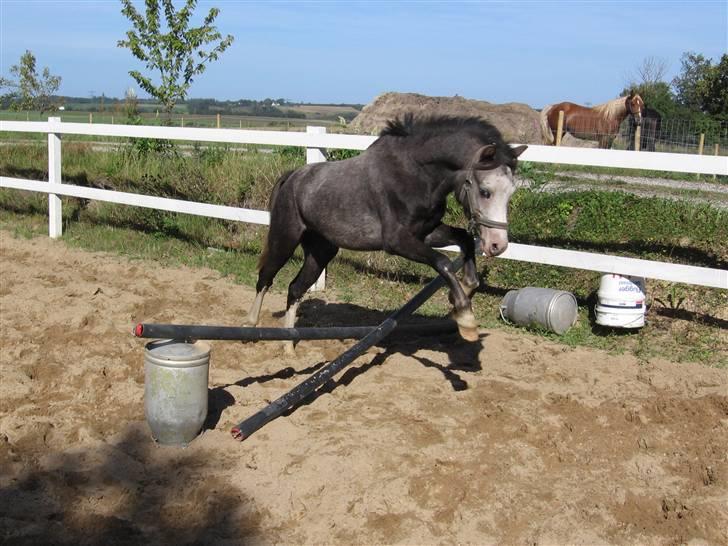 Welsh Pony af Cob-type (sec C) Amadeus billede 13