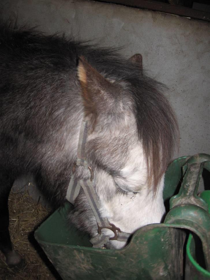 Welsh Pony af Cob-type (sec C) Amadeus billede 14