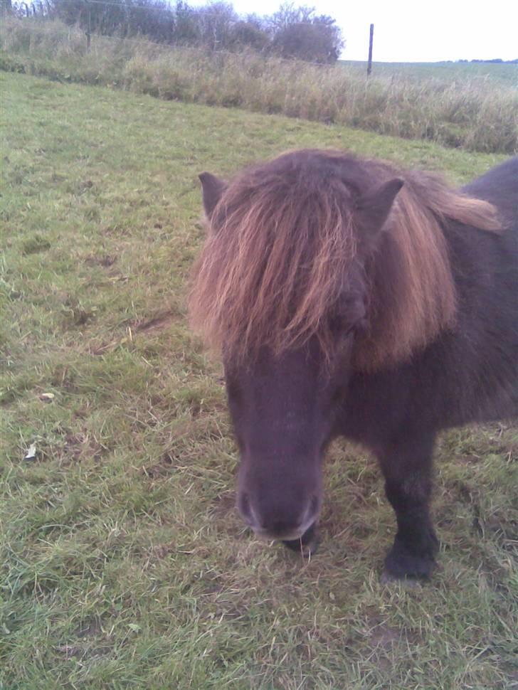 Anden særlig race stella aka madam :D - lille madam :D billede 1