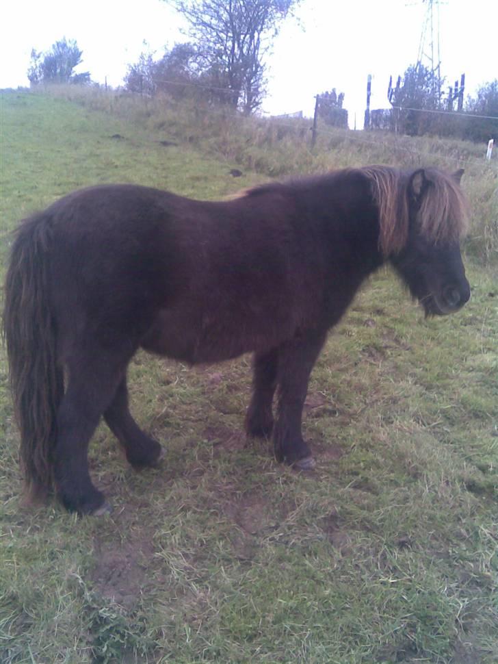Anden særlig race stella aka madam :D - lille, brun og grå i panden .. det er madam :D billede 2