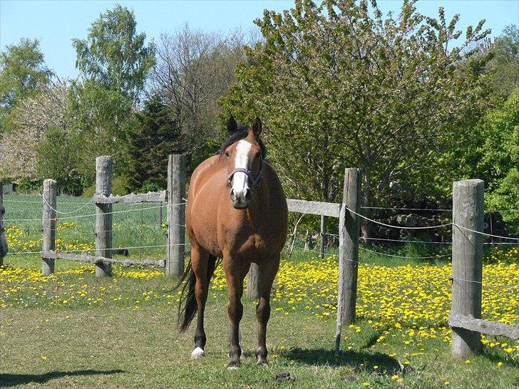 Dansk Varmblod Strandgaardens Karisma - Velkommen til Karismas profil. billede 1