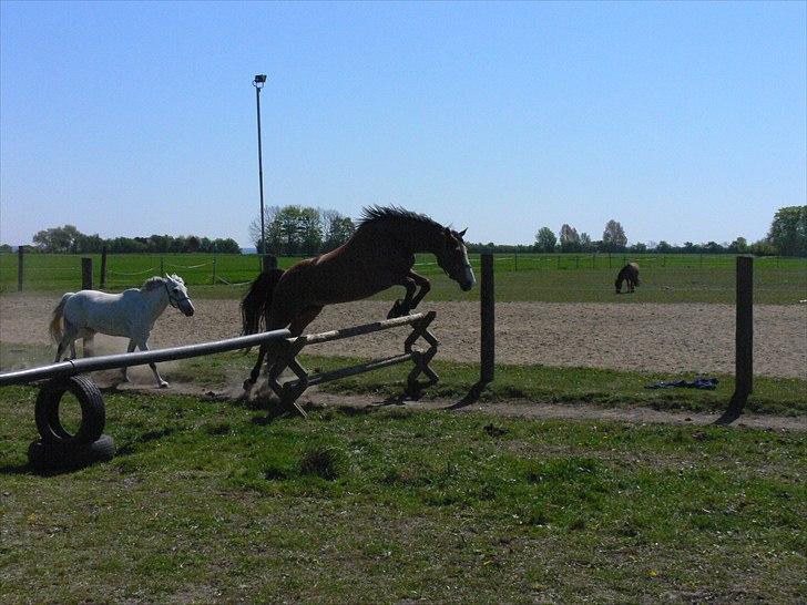 Dansk Varmblod Strandgaardens Karisma - se mig!!! billede 5