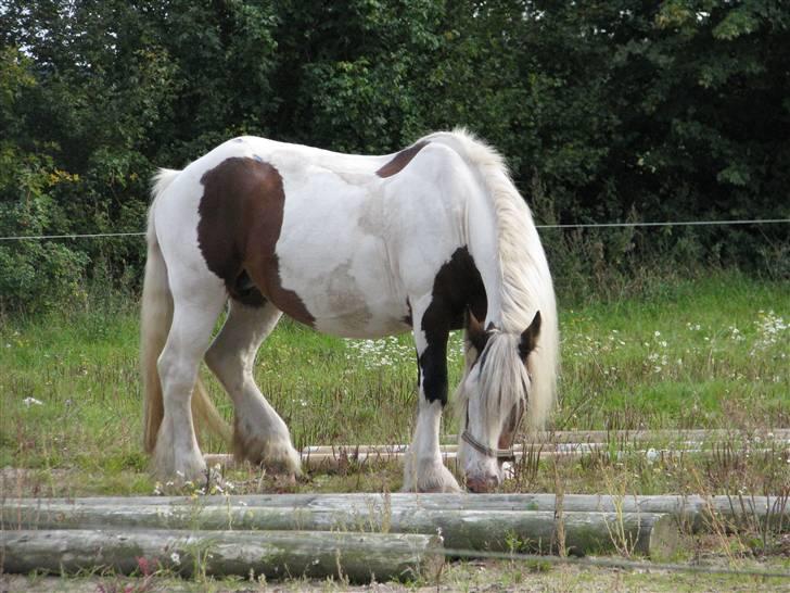 Irish Cob VM Treasa/Trio - Død :-( - Den smukke billede 1