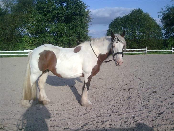 Irish Cob VM Treasa/Trio - Død :-( - Hun stiller gerne op til fotografering.. billede 2