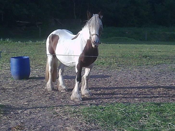 Irish Cob VM Treasa/Trio - Død :-( billede 3