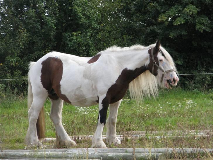 Irish Cob VM Treasa/Trio - Død :-( - Gaaaab billede 5