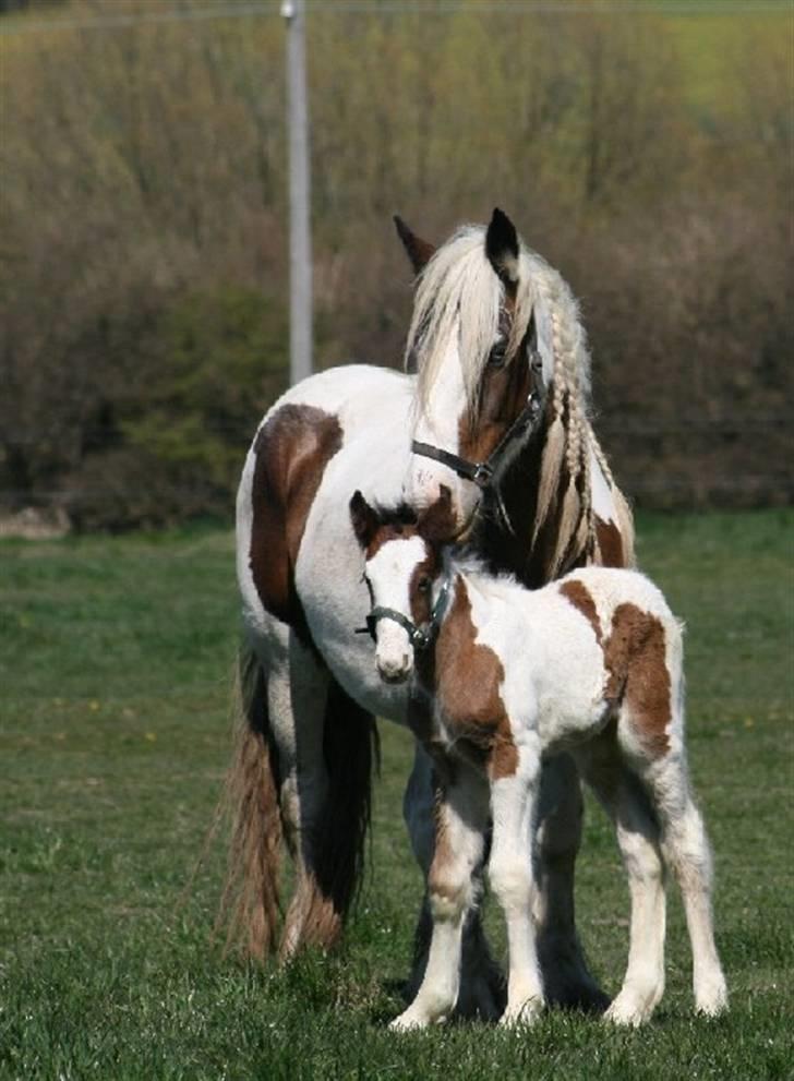 Irish Cob VM Treasa/Trio - Død :-( - Trio med hendes føl fra 2008, Carrick. billede 6