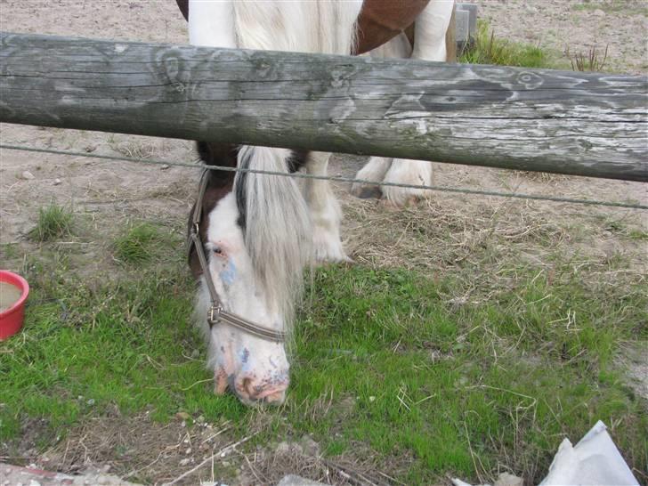 Irish Cob VM Treasa/Trio - Død :-( - Græsset ER altså grønnere på den anden side billede 9