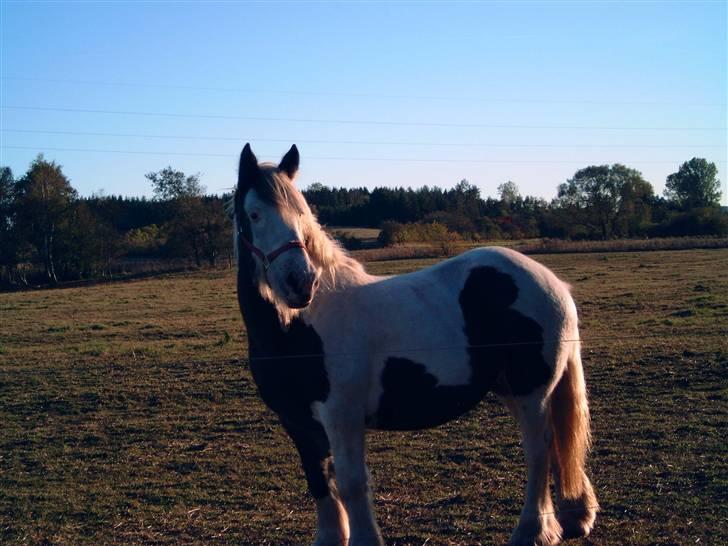 Irish Cob VM Treasa/Trio - Død :-( - Trio da hun var "ung". Fra 2003 billede 11