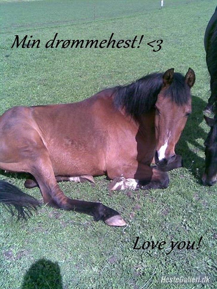 Anden særlig race Kaptajn <3 - Billede nr.: 15* Kaptajnen <3 billede 15