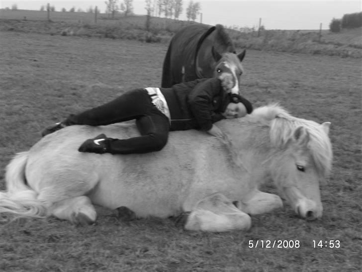 Anden særlig race Mulle   billede 16