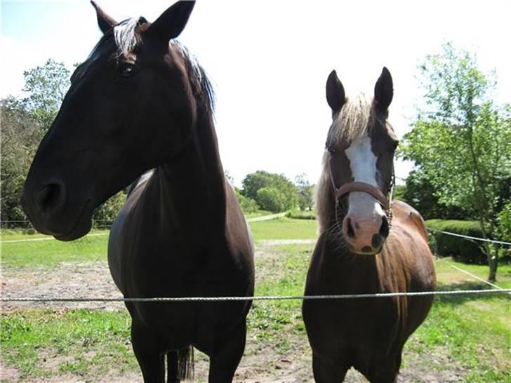 Oldenborg *SOLGT* Krogsgaards Bláze billede 5