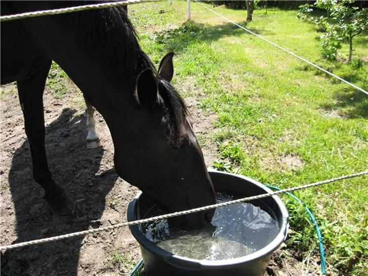 Oldenborg *SOLGT* Krogsgaards Bláze billede 6