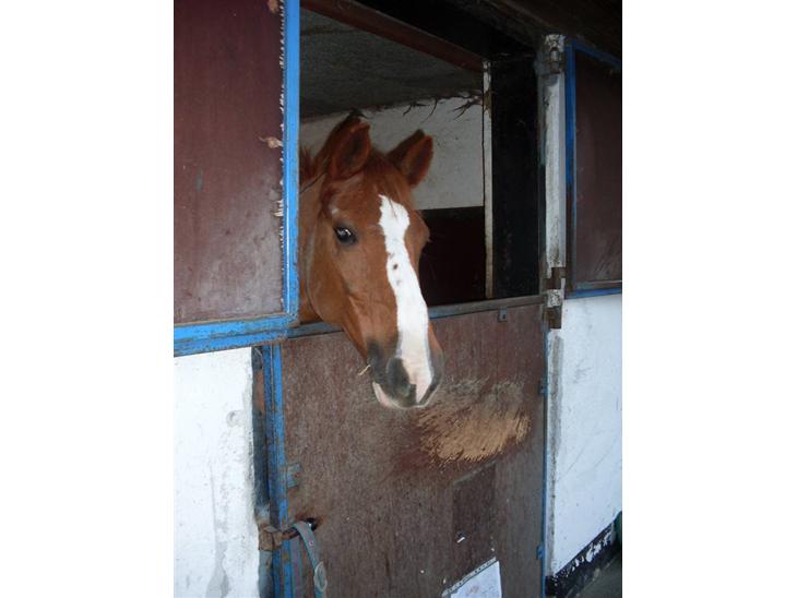 {{currentPhoto.altText}} billede {{currentPhoto.number}}