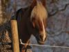 Haflinger Herkules - sendt hjem :/ [Tidl. part]