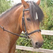 Tysk Sportspony Nikita