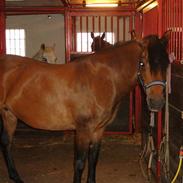 Tysk Sportspony Nikita