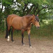 Tysk Sportspony Nikita