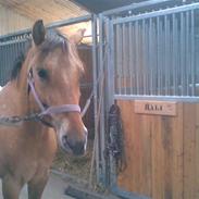 Appaloosa Yellow Sun