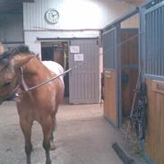 Appaloosa Yellow Sun