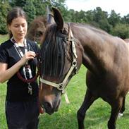 Traver Ideal H/Sammy 'Tidl. Part