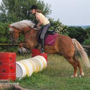 Haflinger Herkules - sendt hjem :/