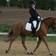 Anden særlig race Lukas<3