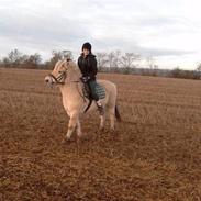 Fjordhest CÆSAR ((; ¤' solgt s; <3