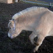 Fjordhest CÆSAR ((; ¤' solgt s; <3