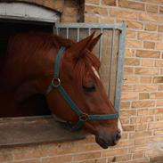 Dansk Varmblod Logslunds Red Rose