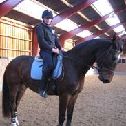 Anden særlig race Milton