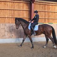 Anden særlig race Milton