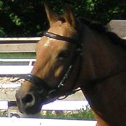 Anden særlig race Kikki R.I.P