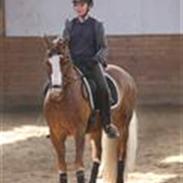 Welsh Cob (sec D) Kildegaards Cyber