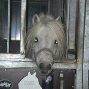 Welsh Mountain (sec A) Tino<3. Hvil i fred skat s;!