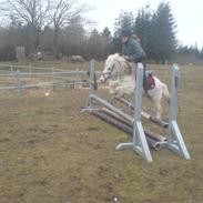 Welsh Mountain (sec A) Tino<3. Hvil i fred skat s;!