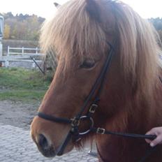 Islænder Ásta 002 fra Frederiksdal