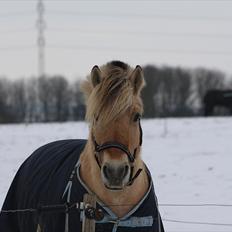 Fjordhest Grønhøjgårdens Malthe