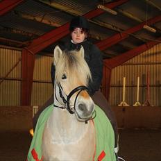 Fjordhest Grønhøjgårdens Malthe