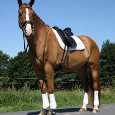 Dansk Varmblod Ka-dó - SOLGT