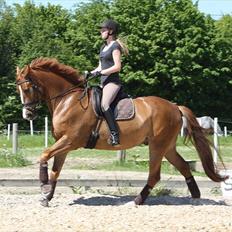 Dansk Varmblod Ka-dó - SOLGT