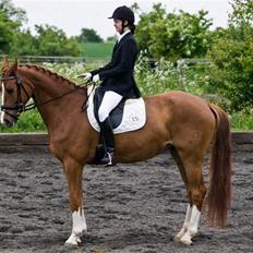 Dansk Varmblod Ka-dó - SOLGT