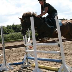 Anden særlig race Donjuan Solgt:/