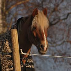 Haflinger Herkules - sendt hjem :/
