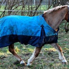 Haflinger Herkules - sendt hjem :/